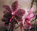 Orchidea.47